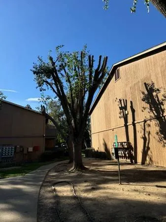 Expert yard cleanup service for outdoor upgrades across Sacramento, CA - Escobar Tree Services