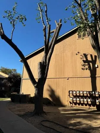Local landscape installation experts serving Sacramento, CA - Escobar Tree Services