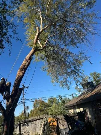 Local yard cleanup service experts serving Sacramento, CA - Escobar Tree Services