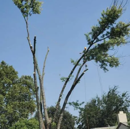 Custom landscaping services for outdoor upgrades in Sacramento, CA by Escobar Tree Services