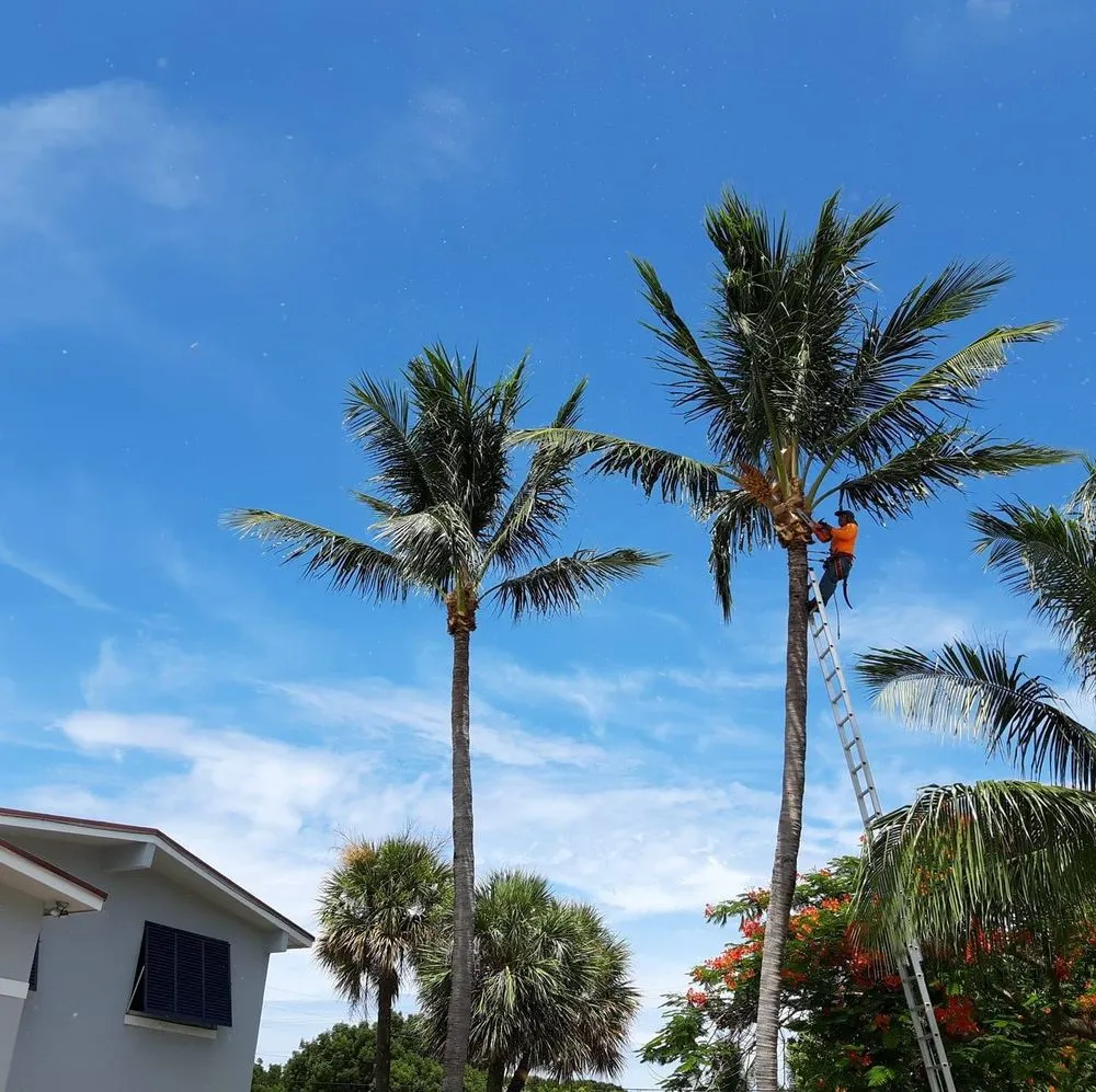 Top-rated outdoor landscaping in West Palm Beach, FL by Escobar Tree Services