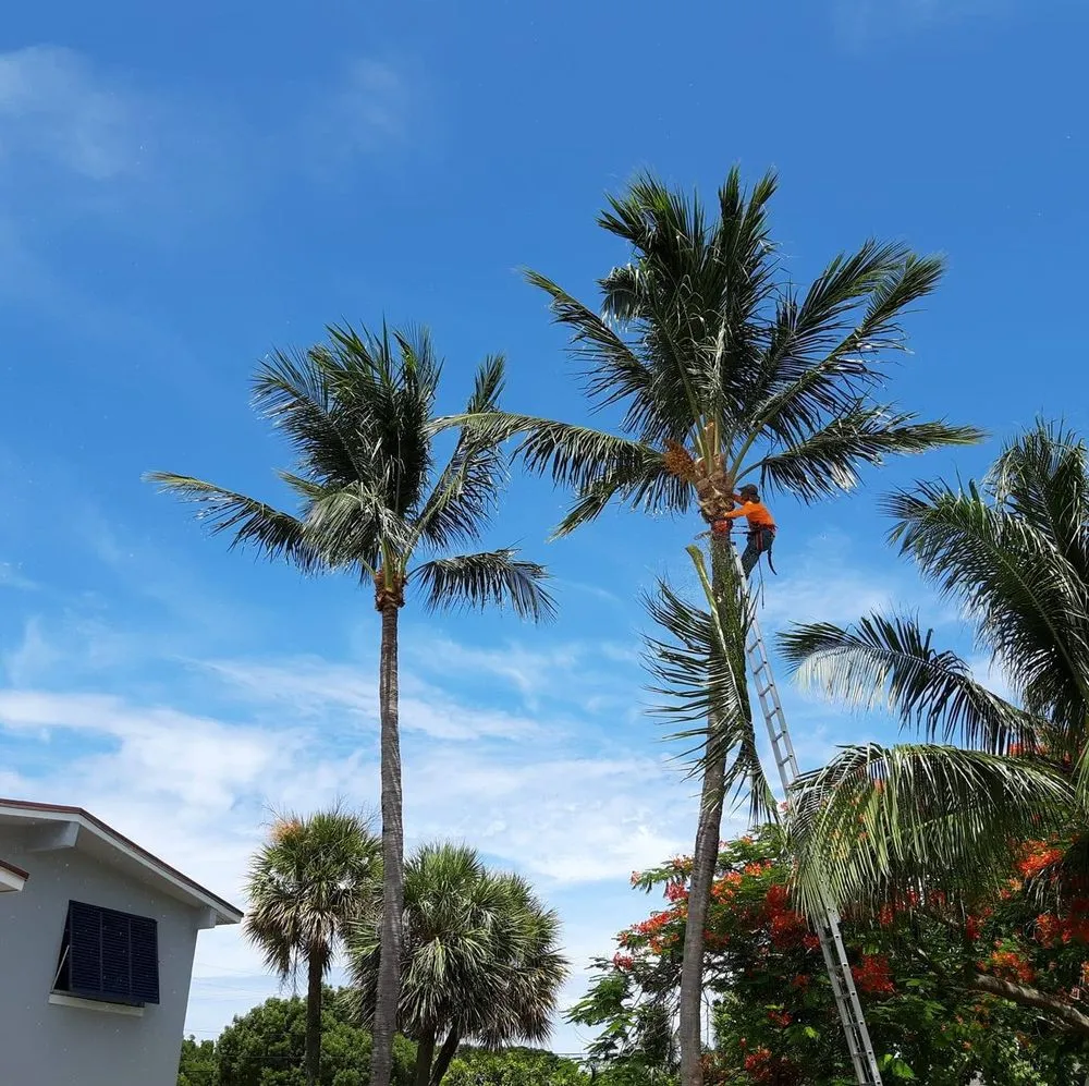 Custom yard cleanup service experts serving West Palm Beach, FL - Escobar Tree Services
