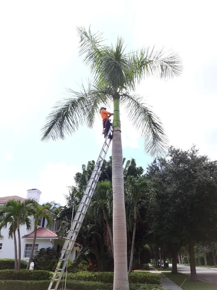 Custom outdoor landscaping in West Palm Beach, FL by Escobar Tree Services