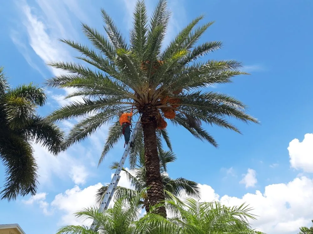 Reliable landscaping services for residential properties across West Palm Beach, FL - Escobar Tree Services