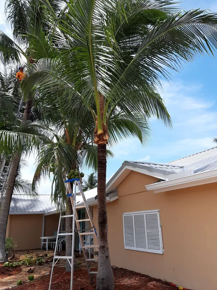 Top-rated landscape design near you across West Palm Beach, FL - Escobar Tree Services