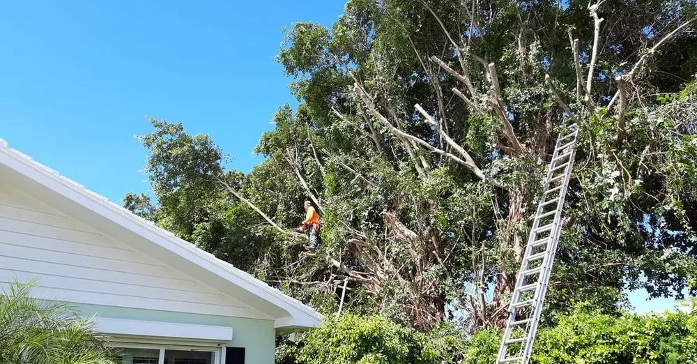 Professional lawn care service in West Palm Beach, FL by Escobar Tree Services