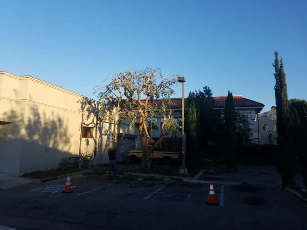 Affordable landscape design in Azusa, CA by Esparza Landscaping