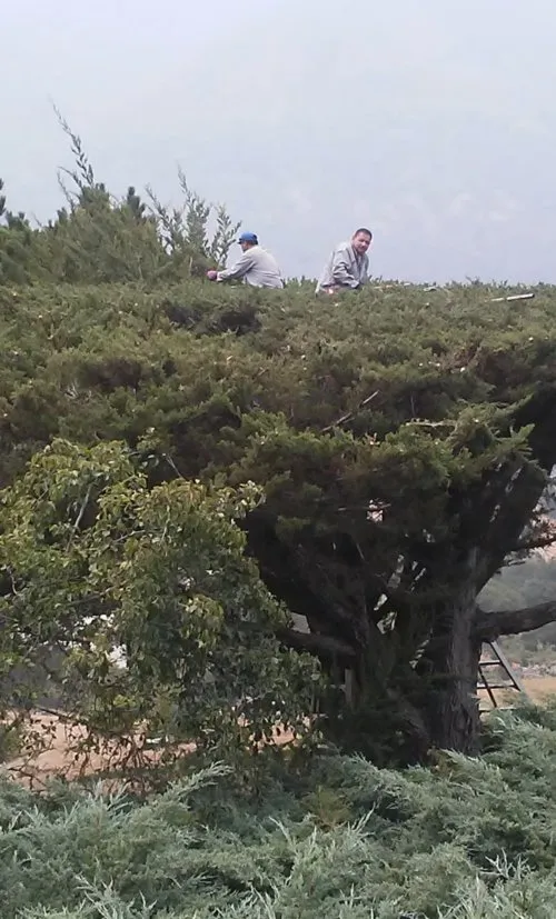 Trusted residential landscaping in Seaside, CA - Espinal Landscaping Services