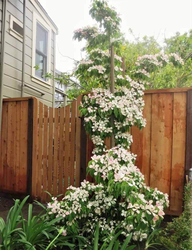 Expert landscaping services in Redwood City, CA by Espino's Landscaping & Maintenance