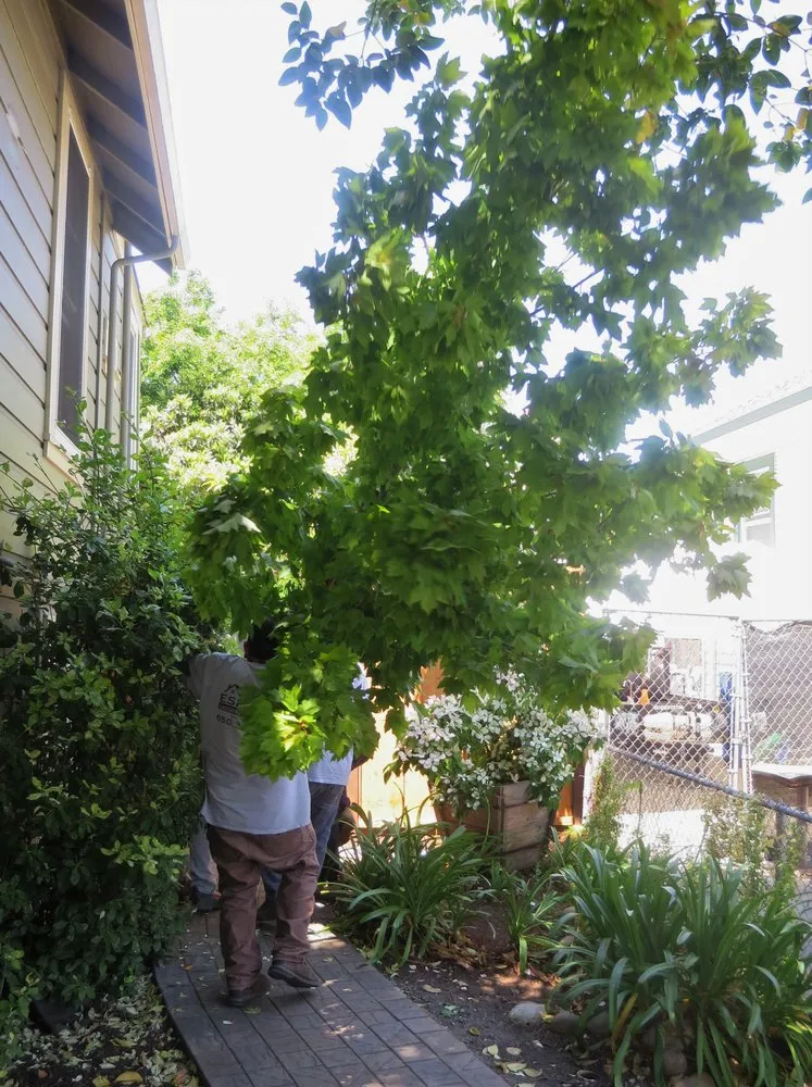 Professional landscaping services near you across Redwood City, CA - Espino's Landscaping & Maintenance