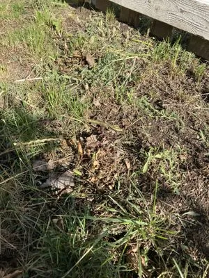 Espinoza Landscaping Logo