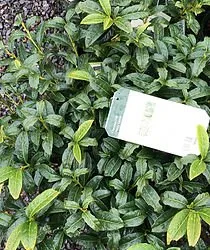 Top-rated outdoor landscaping near you in Morristown, NJ by Espinoza Landscaping