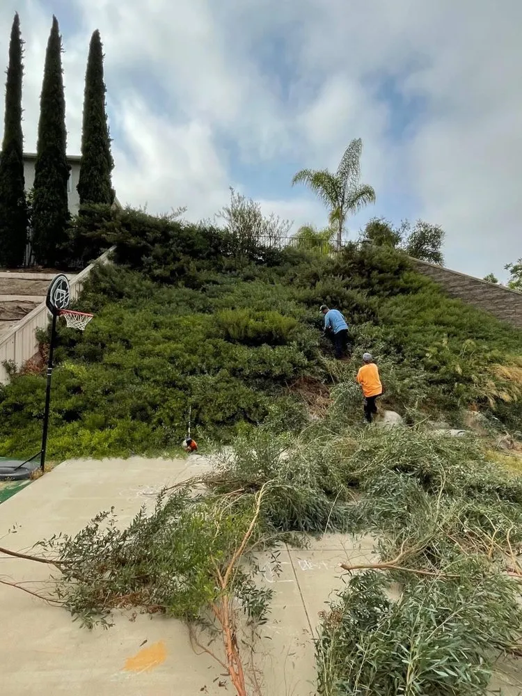 Professional yard maintenance for homes in Tracy, CA by Espinoza’s Landscaping