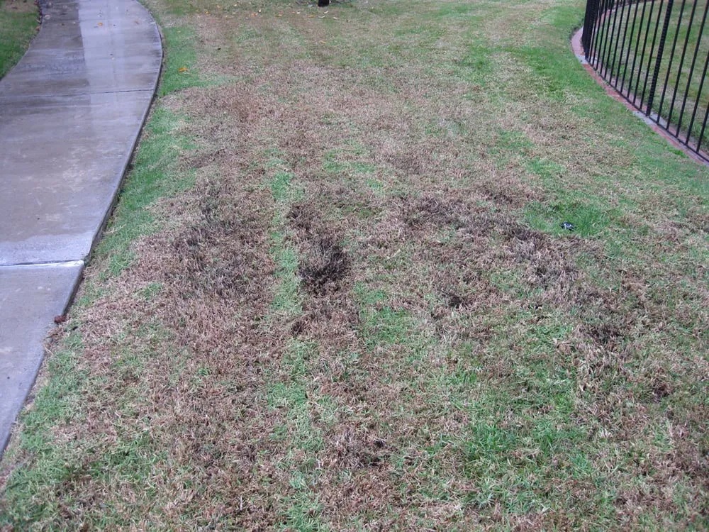 Custom lawn care service in La Mesa, CA - Esquire Landscape Maintenance