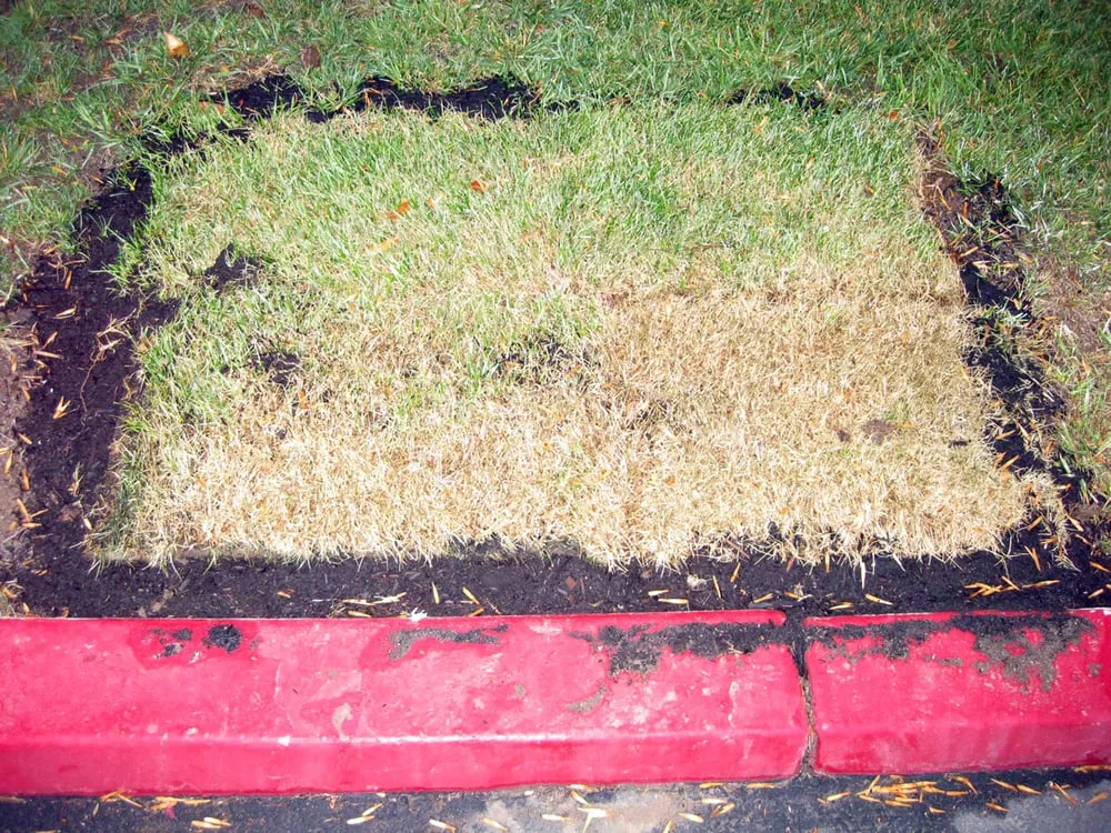 Custom yard maintenance in La Mesa, CA - Esquire Landscape Maintenance