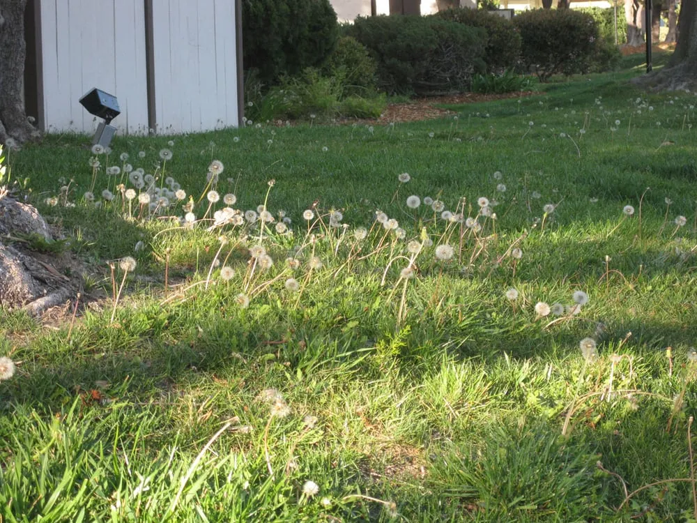 Trusted lawn mowing service in La Mesa, CA - Esquire Landscape Maintenance