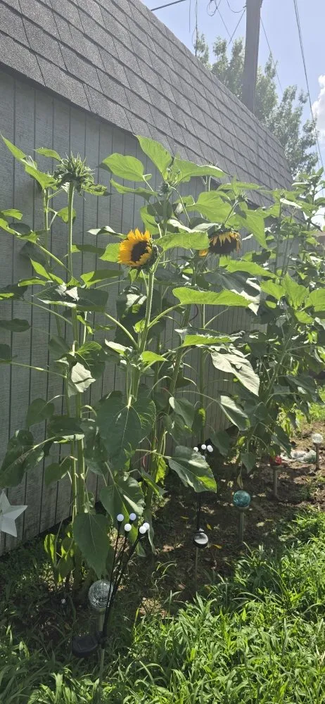 Reliable yard maintenance experts serving Irving, TX - Esquivel Landscaping & Lawn Care