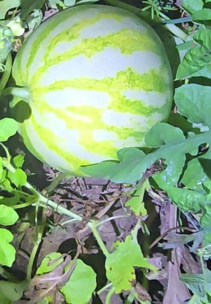 Top-rated lawn care service experts serving Irving, TX - Esquivel Landscaping & Lawn Care