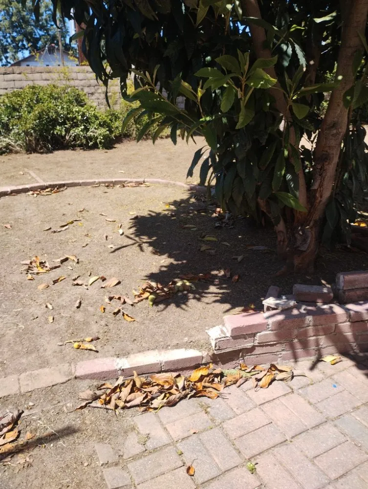 Professional yard maintenance for residential properties in Santa Ana, CA by Esquivel Landscaping Service