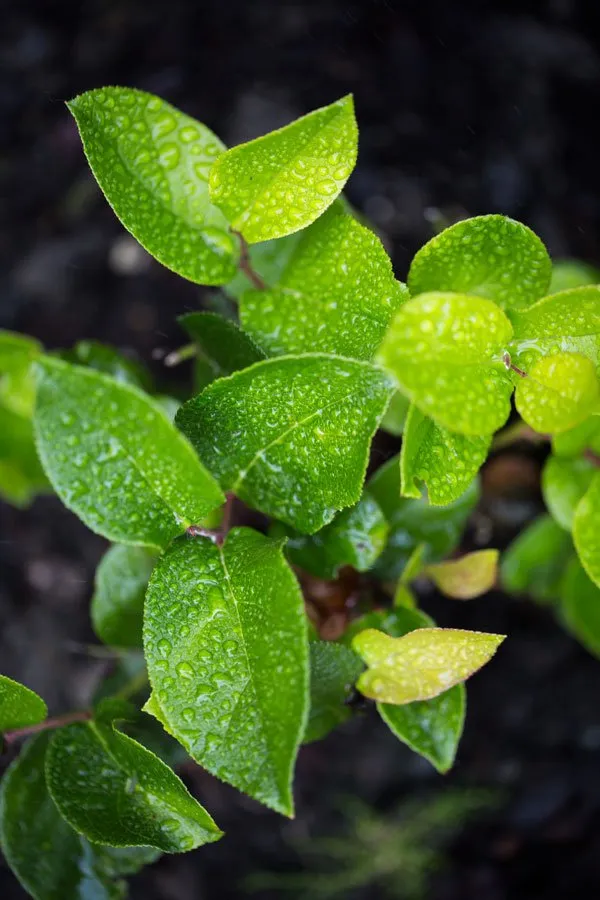 Trusted lawn mowing service in Seattle, WA - Essential Gardeners