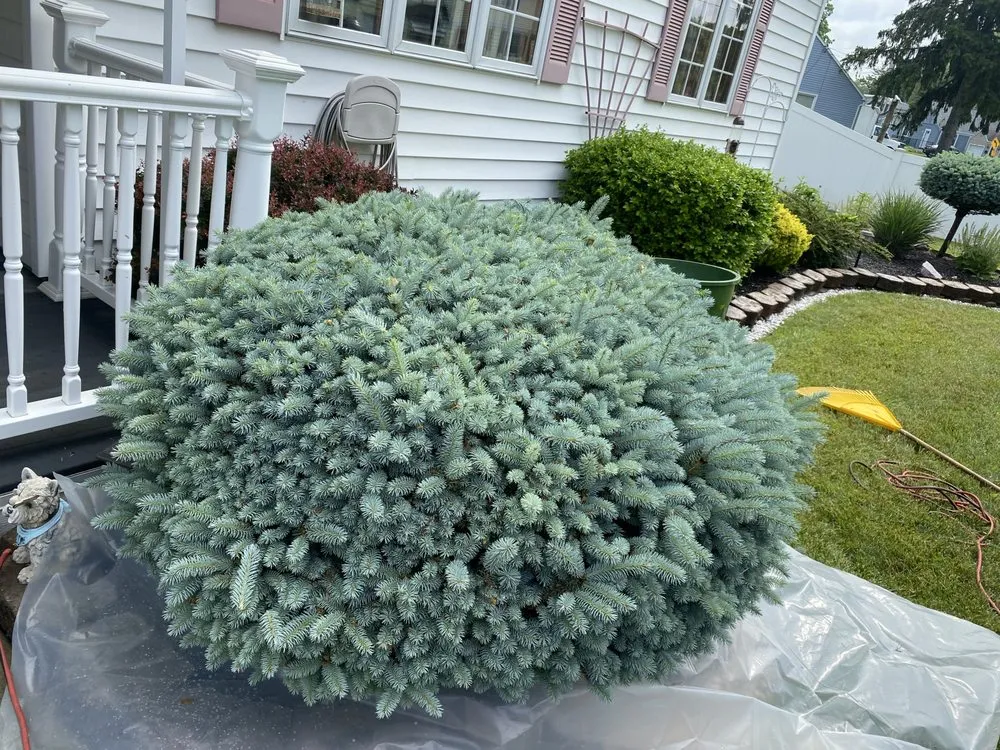 Trusted yard maintenance in Niagara Falls, NY - Essential Homecare Solutions