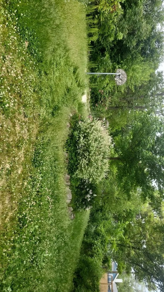 Trusted lawn mowing service with custom design in Beach Park, IL by Essential Landscape