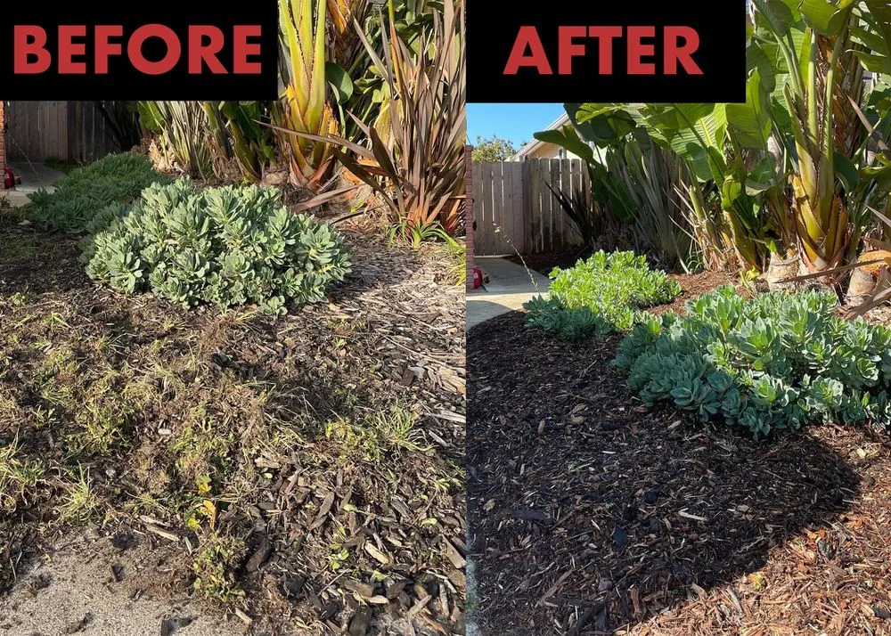 Local landscape installation for beautiful yards in San Marcos, CA by Essential Landscaping Company