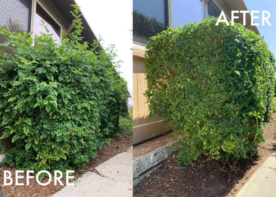 Trusted lawn mowing service for residential properties in San Marcos, CA by Essential Landscaping Company