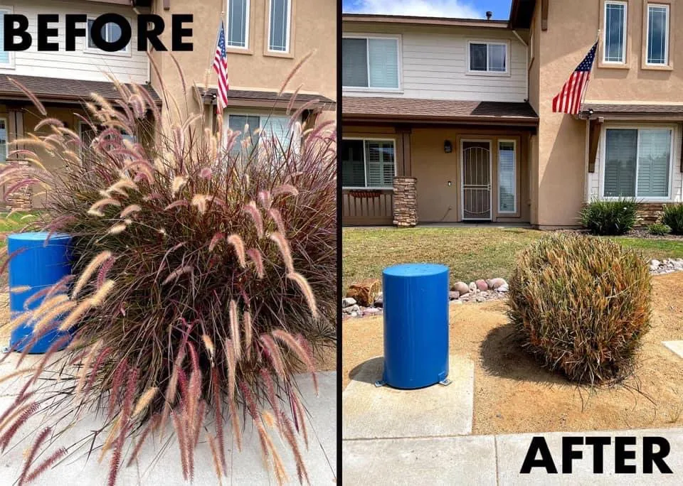 Expert yard cleanup service in San Marcos, CA - Essential Landscaping Company