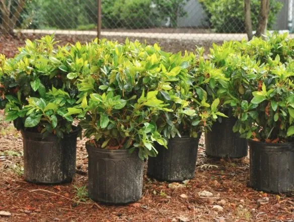 Expert outdoor landscaping experts serving Owasso, OK - Essential Landscaping