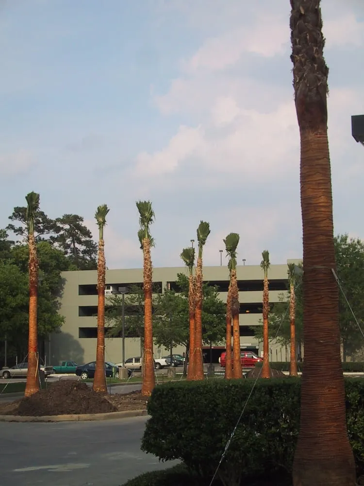 Custom landscaping services in Houston, TX - Estate Green Plans