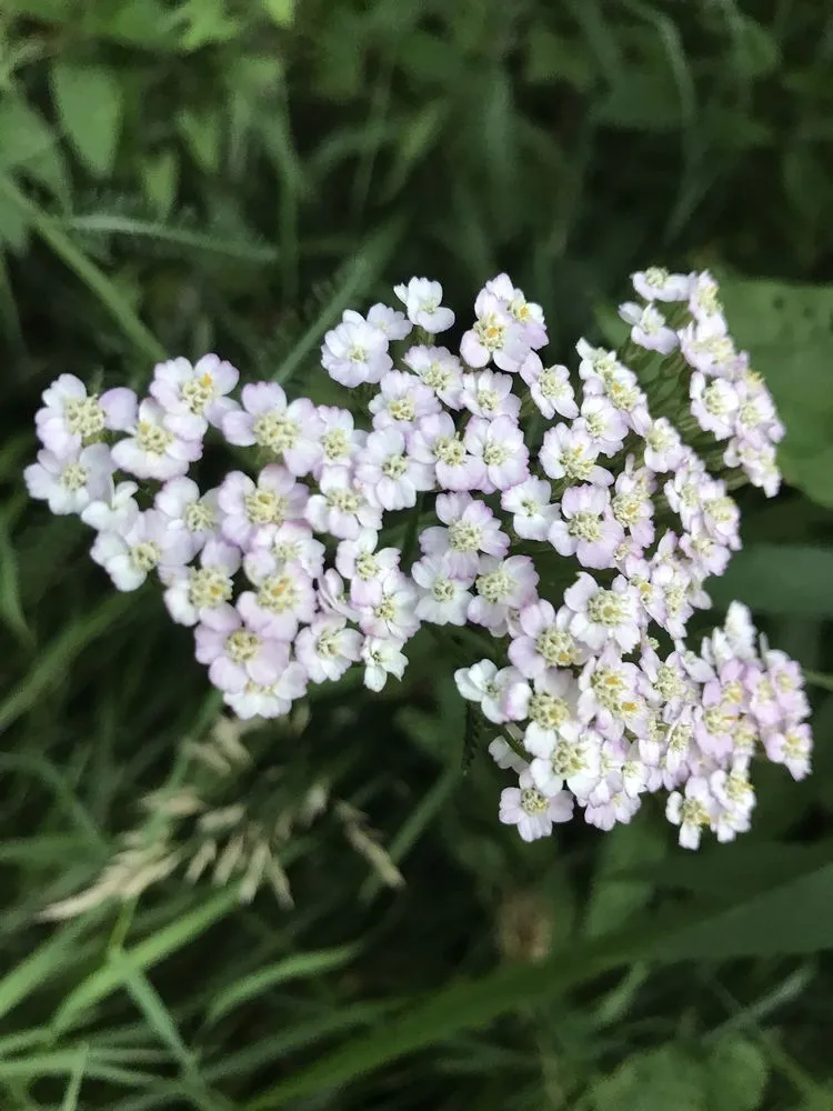 Trusted yard maintenance in Hilliard, OH by Estatescapes