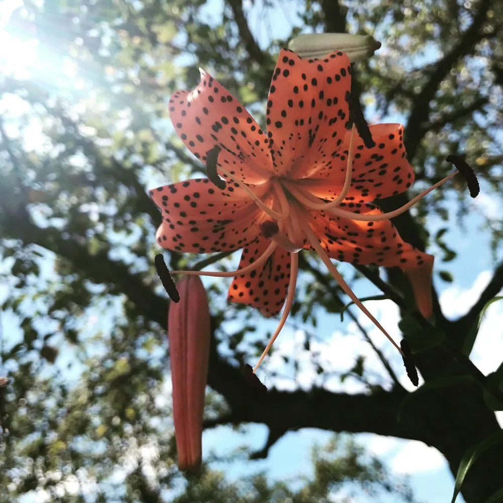 Affordable lawn mowing service in Hilliard, OH - Estatescapes