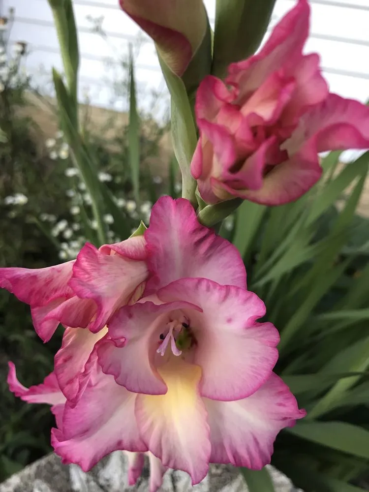 Reliable lawn mowing service near you in Hilliard, OH by Estatescapes