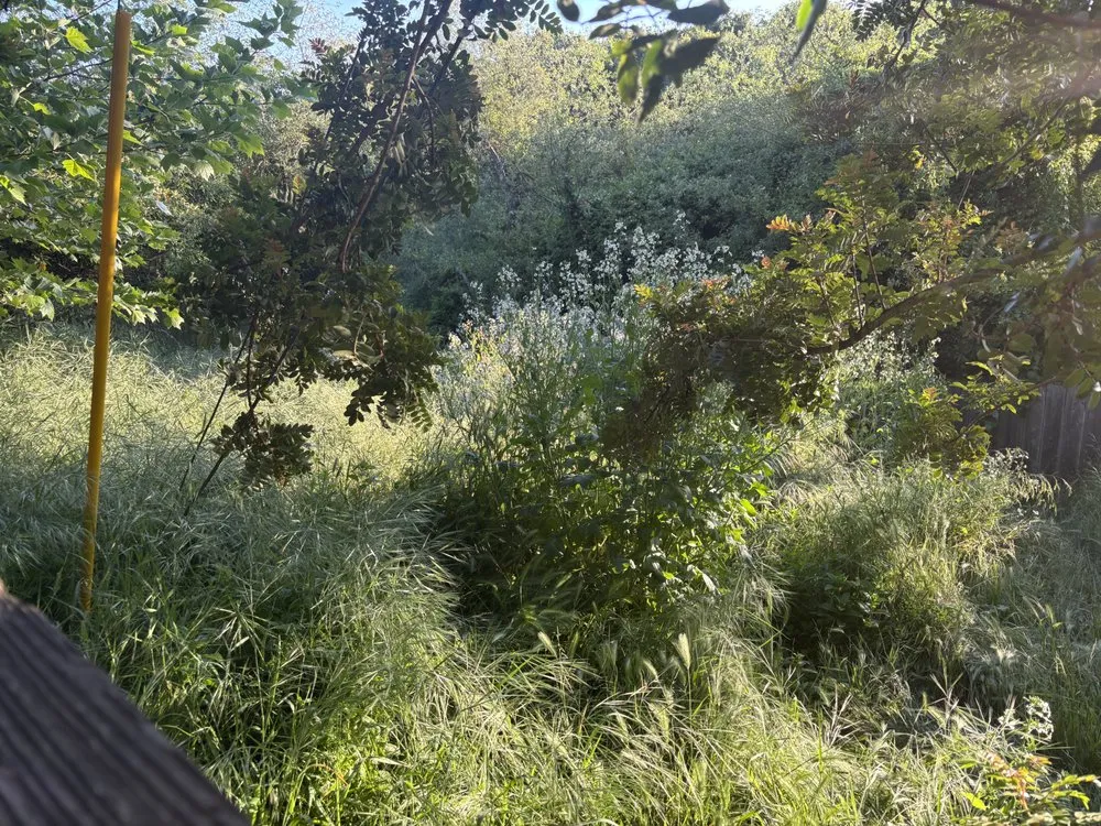 Expert residential landscaping experts serving Santa Cruz, CA - Esteban Gonzalez