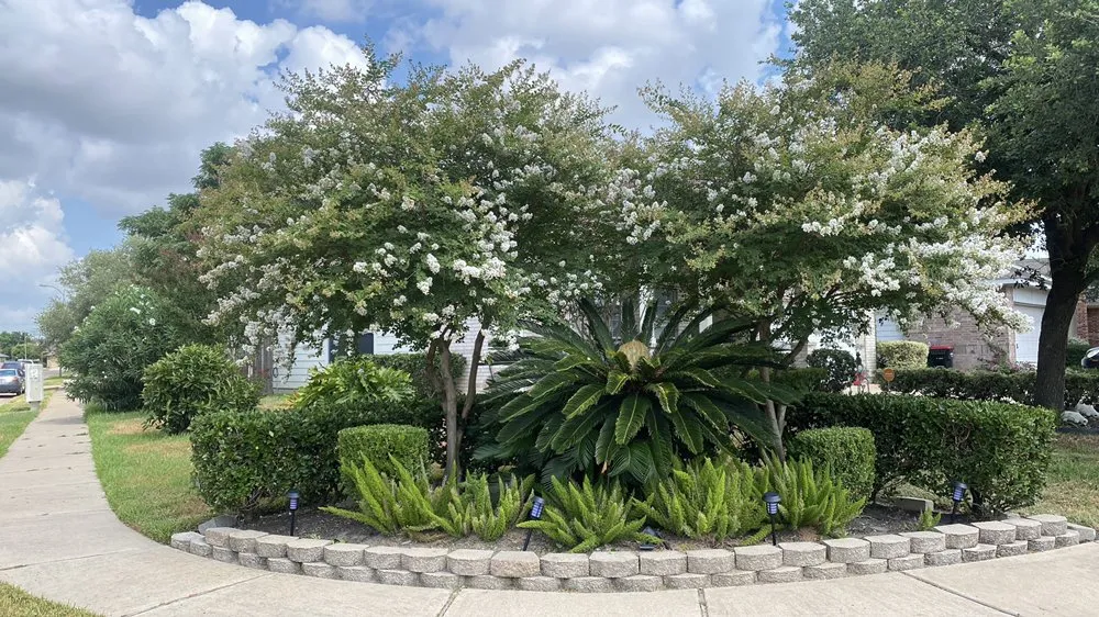 Expert lawn mowing service in Pasadena, TX by Esteban Saldierna Mowing Services