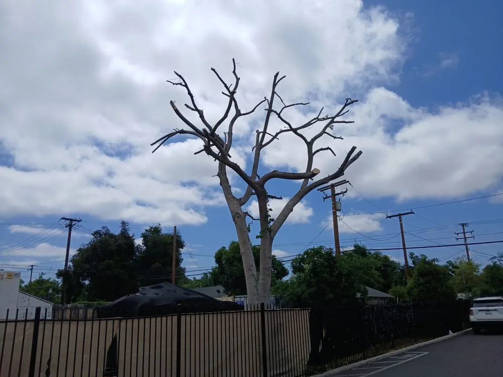 Professional yard cleanup service with custom design across Riverside, CA - Esteban Tree Service and Landscaping