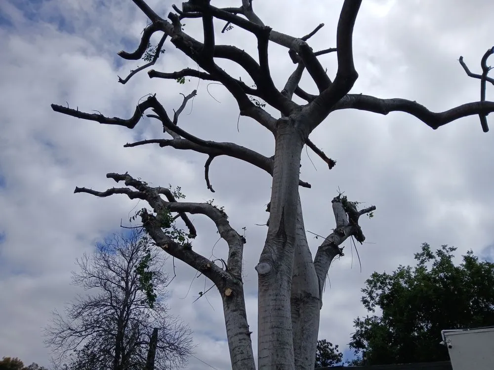 Expert garden landscaping with custom design across Riverside, CA - Esteban Tree Service and Landscaping