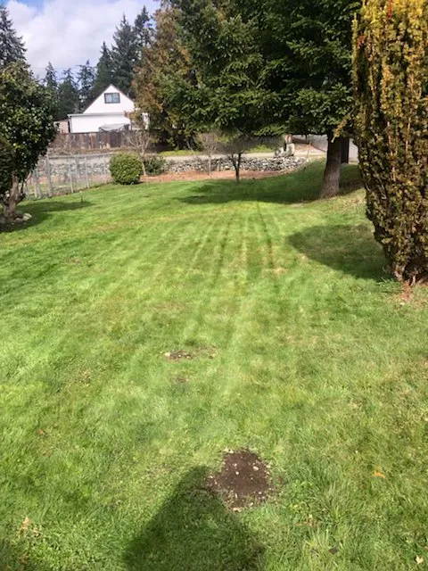 Expert yard cleanup service in Federal way, WA - Esteban’s Landscaping & Construction