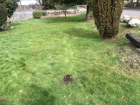 Custom landscape installation in Federal way, WA - Esteban’s Landscaping & Construction