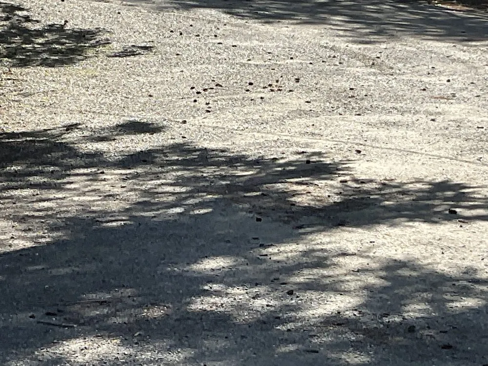 Trusted landscaping services in Ferndale, WA by Esteban's Landscaping