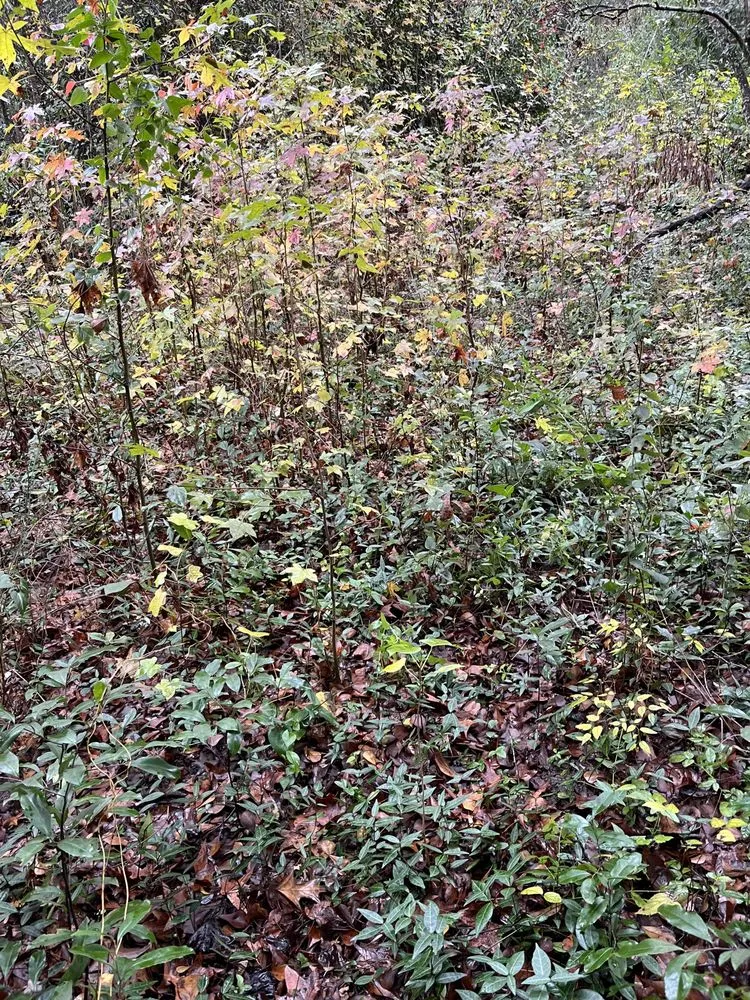 Local garden landscaping experts serving Summerville, SC - Esteven Landscape