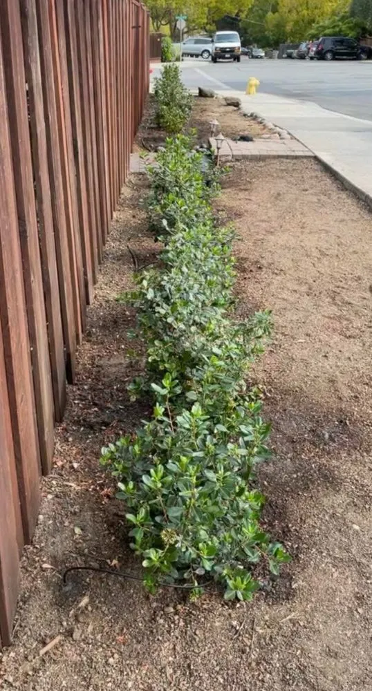 Reliable yard cleanup service in Redwood City, CA - Estrada Landscape