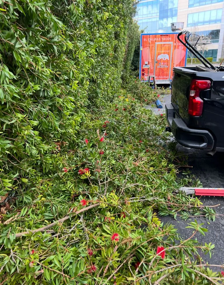 Top-rated lawn care service in Redwood City, CA by Estrada Landscape