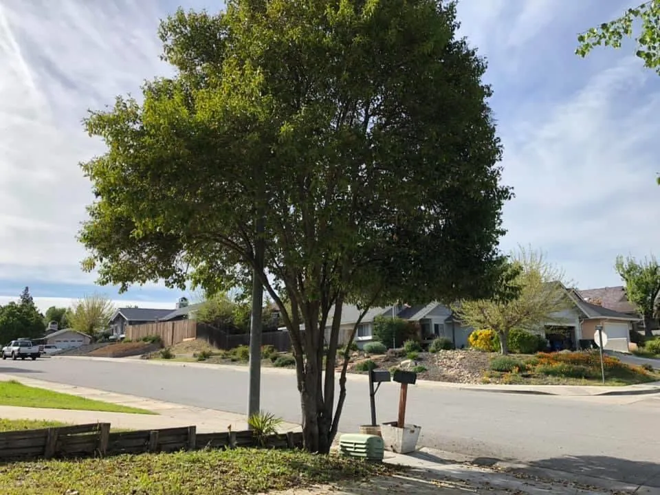 Custom yard maintenance experts serving Atascadero, CA - Estrada Services