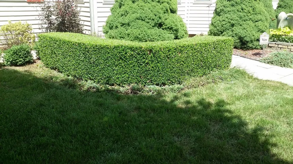 Top-rated lawn care service with custom design across Lansing, MI - Estrada Services