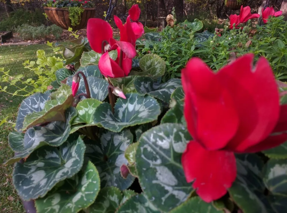 Affordable yard maintenance experts serving Helotes, TX - Eternal Eden Landscape Design