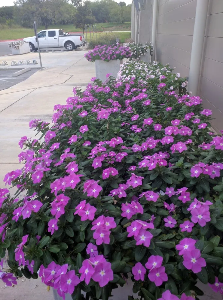 Reliable landscaping services for outdoor upgrades in Helotes, TX by Eternal Eden Landscape Design