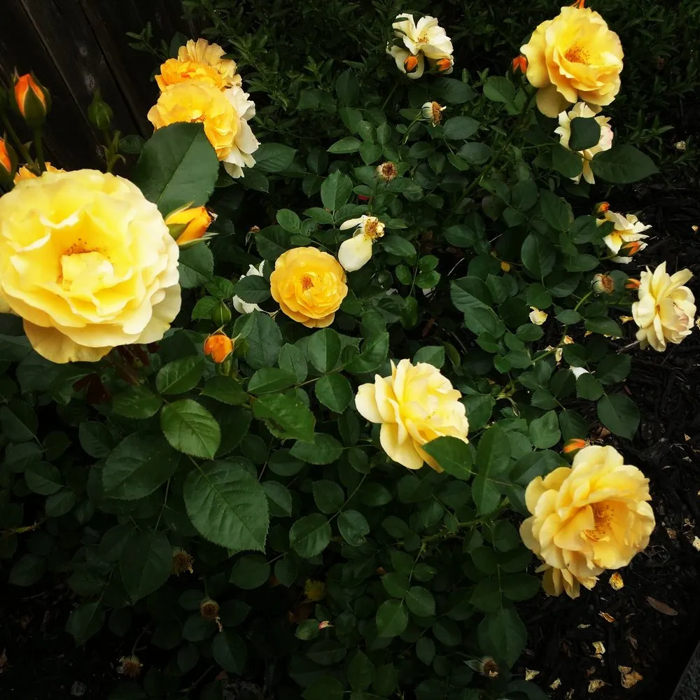 Reliable yard cleanup service in Helotes, TX - Eternal Eden Landscape Design