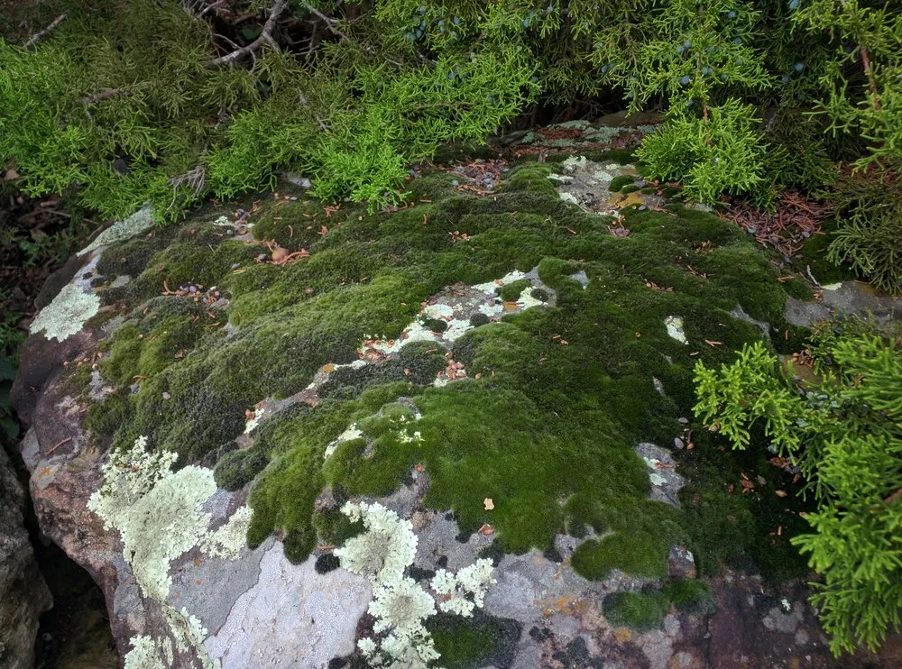 Custom landscaping services for beautiful yards across Helotes, TX - Eternal Eden Landscape Design